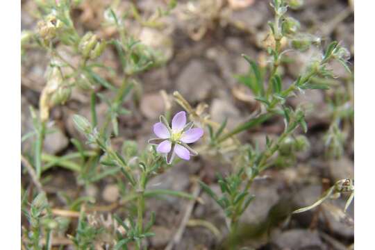 Image of red sandspurry