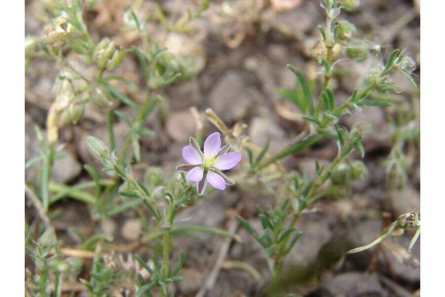 Plancia ëd Spergularia rubra (L.) J. Presl & C. Presl