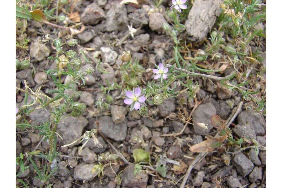 Plancia ëd Spergularia rubra (L.) J. Presl & C. Presl