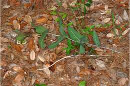 Image of pinewoods milkweed