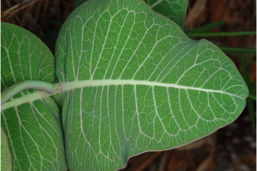 Image of pinewoods milkweed