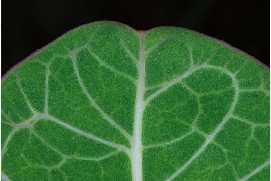 Image of pinewoods milkweed