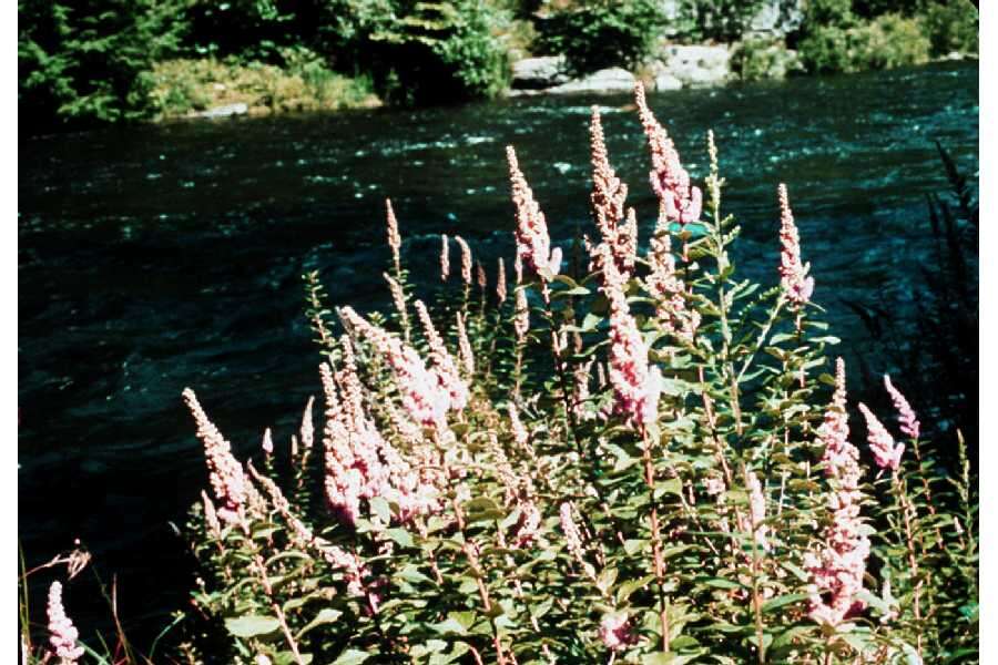 Spiraea tomentosa L.的圖片