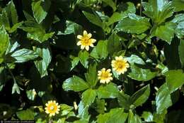 Image of Bay Biscayne creeping-oxeye