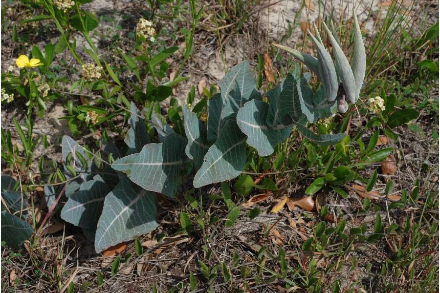 Image of pinewoods milkweed