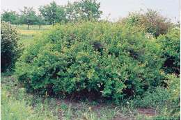 Image de Spiraea vanhouttei (Briot) Zabel