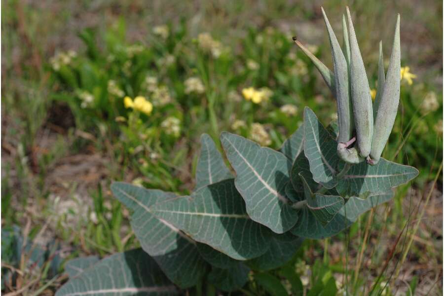 Image of pinewoods milkweed