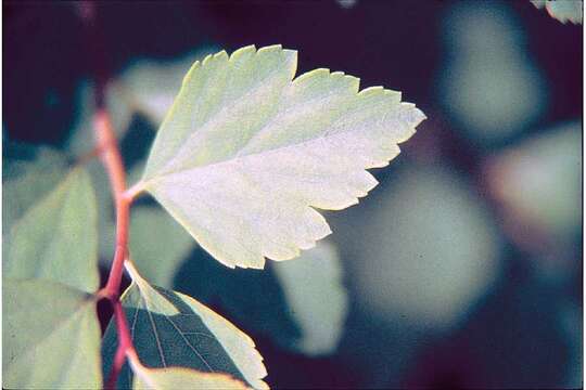 Image of spirea