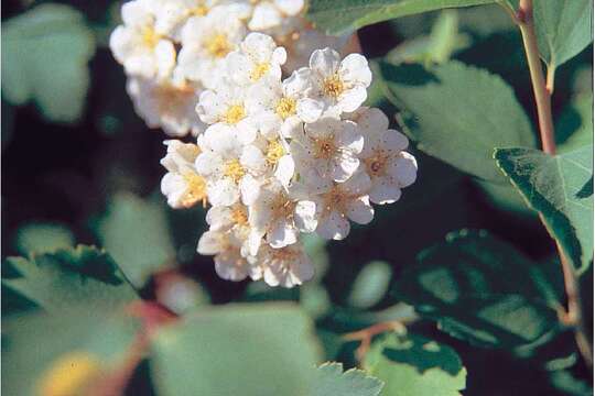 صورة Spiraea vanhouttei (Briot) Zabel