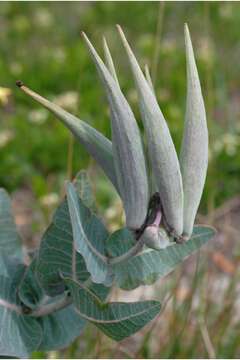 Image de Asclepias humistrata Walt.