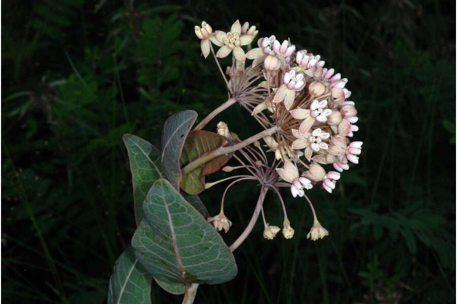 Image of pinewoods milkweed
