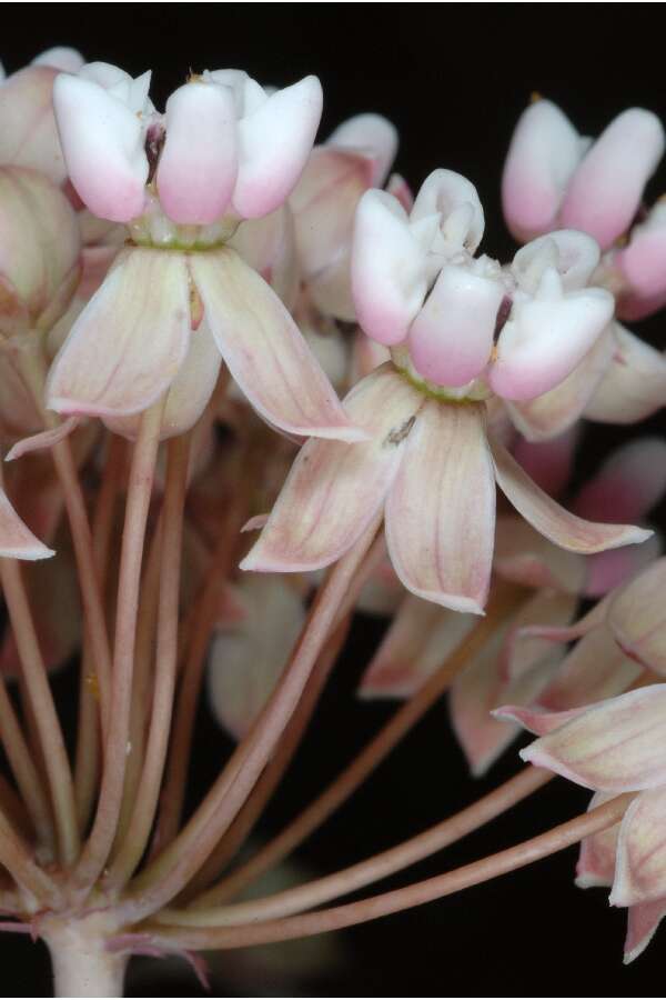 Image of pinewoods milkweed