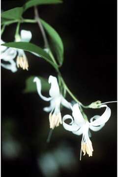 Image of American snowbell