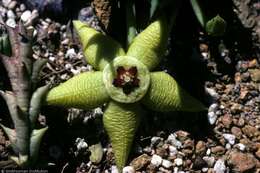 Imagem de Stapelia