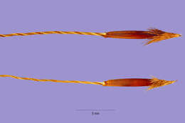 Image of Black-Seed Spear Grass