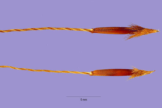 Image of Black-Seed Spear Grass