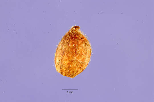 Image de Stylosanthes biflora (L.) Britton et al.