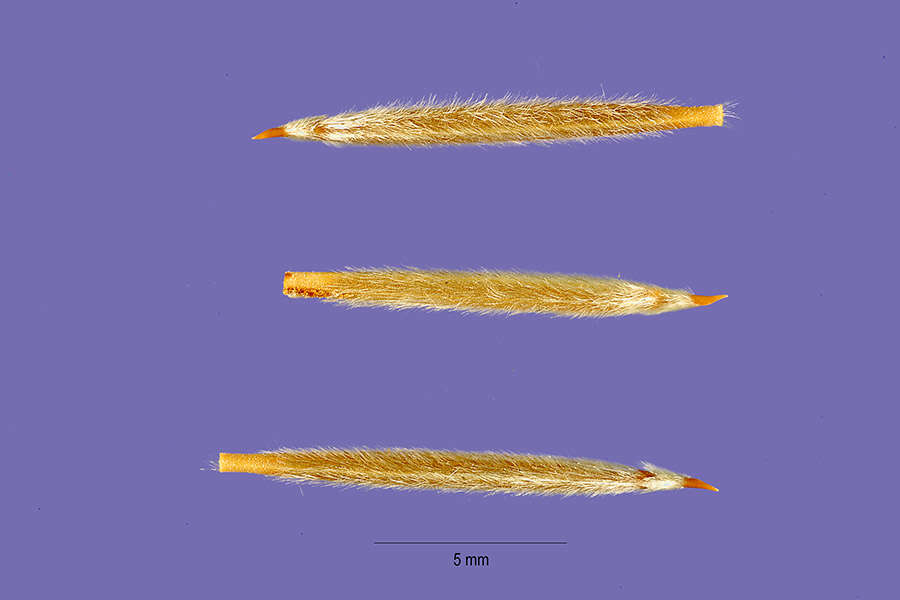 Image of needlegrass