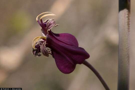 Image of lyreleaf jewelflower