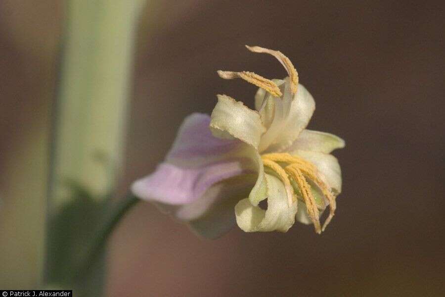 Image of lyreleaf jewelflower