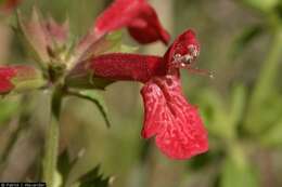 Image of scarlet hedgenettle