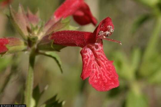 Imagem de Stachys coccinea Ortega