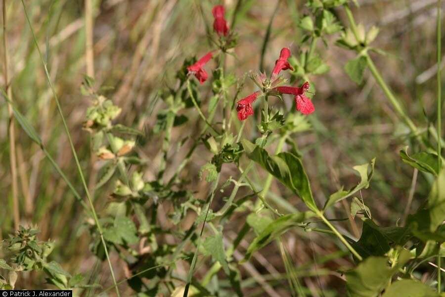 Image of scarlet hedgenettle