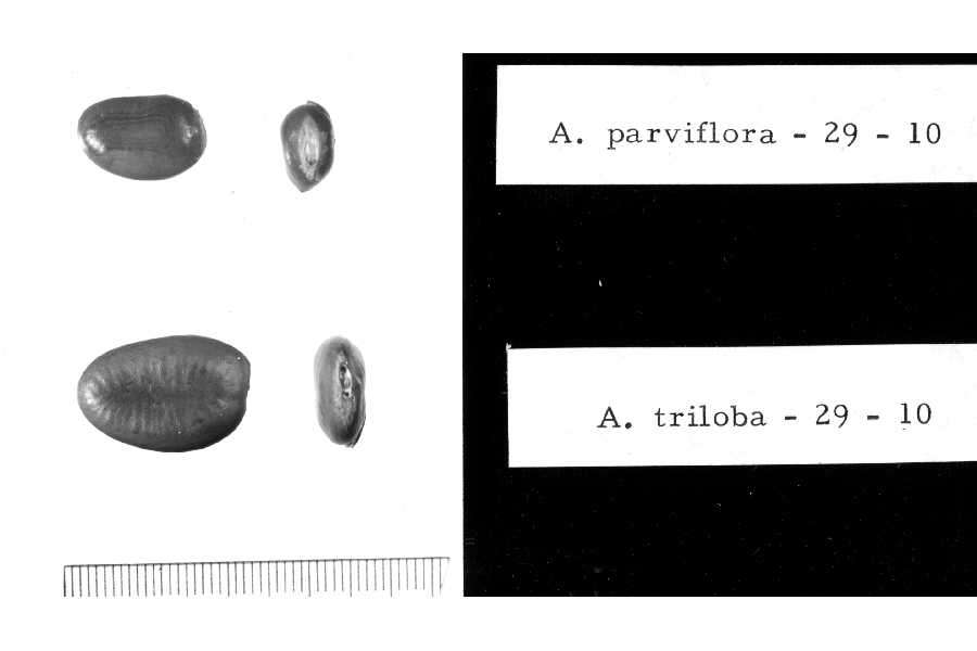 Image of pawpaw