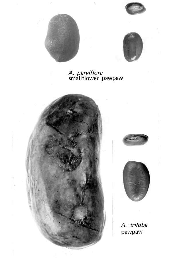 Image of pawpaw