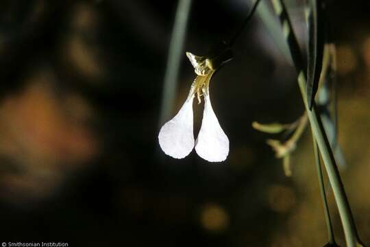 Слика од Streptanthus cutleri Cory