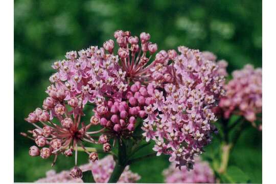 Image of swamp milkweed