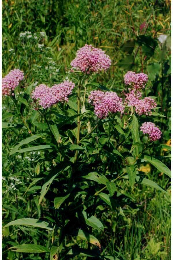 Imagem de Asclepias incarnata L.