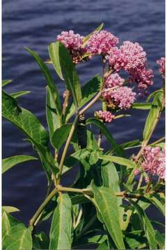 Imagem de Asclepias incarnata L.