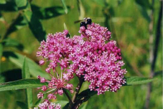 Image of swamp milkweed