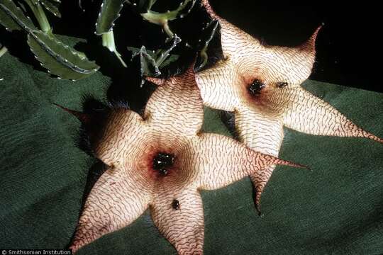 Image de Ceropegia gigantea (N. E. Br.) Bruyns