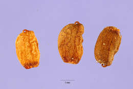 Image de Stylosanthes erecta P. Beauv.