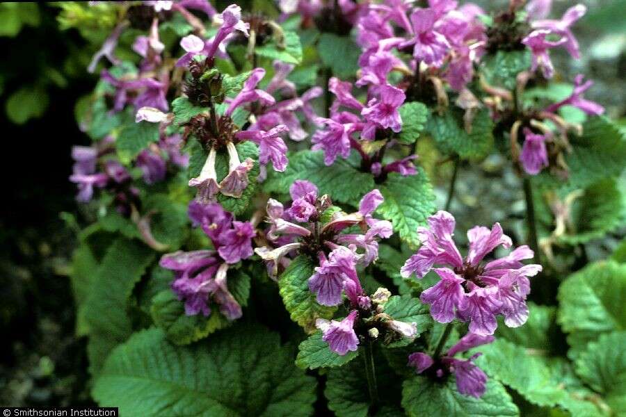 Image de Betonica macrantha K. Koch