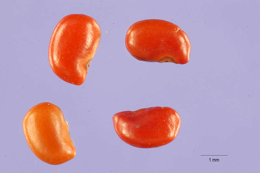 صورة Stylosanthes guianensis (Aubl.) Sw.
