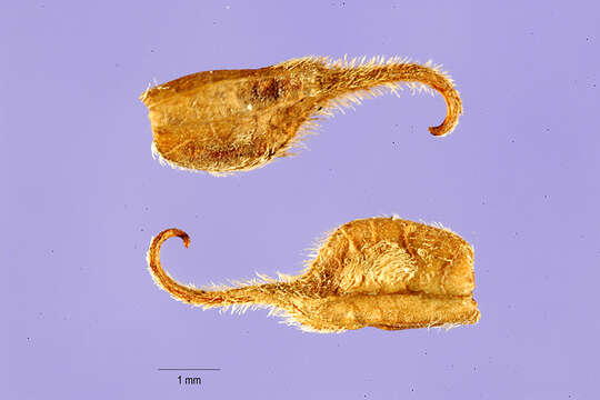 صورة Stylosanthes hamata (L.) Taub.