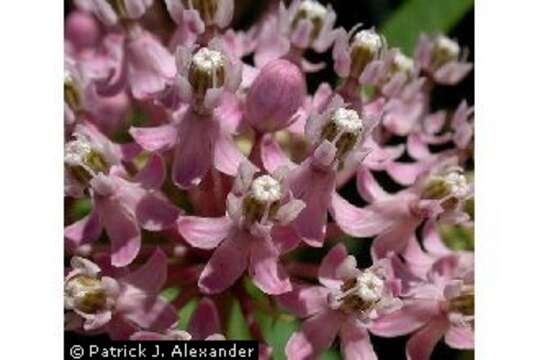 Imagem de Asclepias incarnata L.