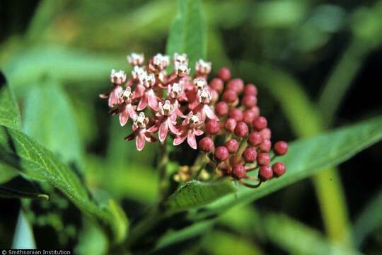 Imagem de Asclepias incarnata L.