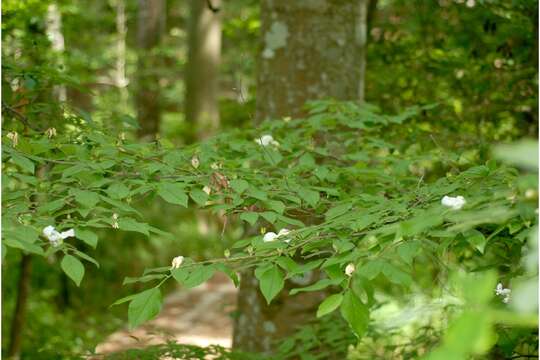 Imagem de Stewartia malacodendron L.