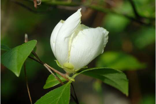 Image of Silky Camellia