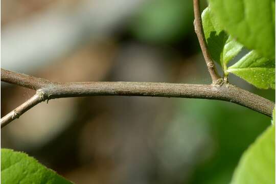 Imagem de Stewartia malacodendron L.