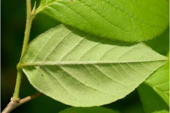 Image of Silky Camellia