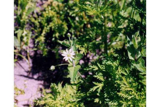 Image of common chickweed