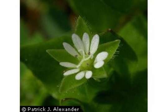 Image of common chickweed