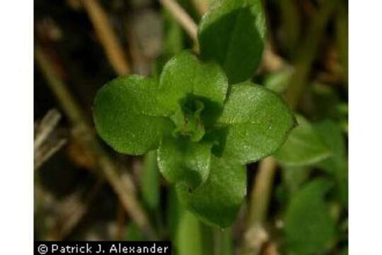 Image of common chickweed