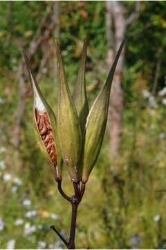 Imagem de Asclepias incarnata L.