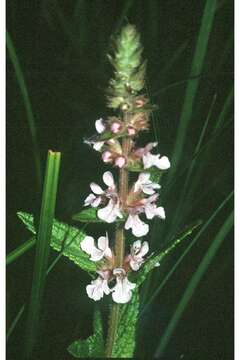 Image of Hedge-nettle